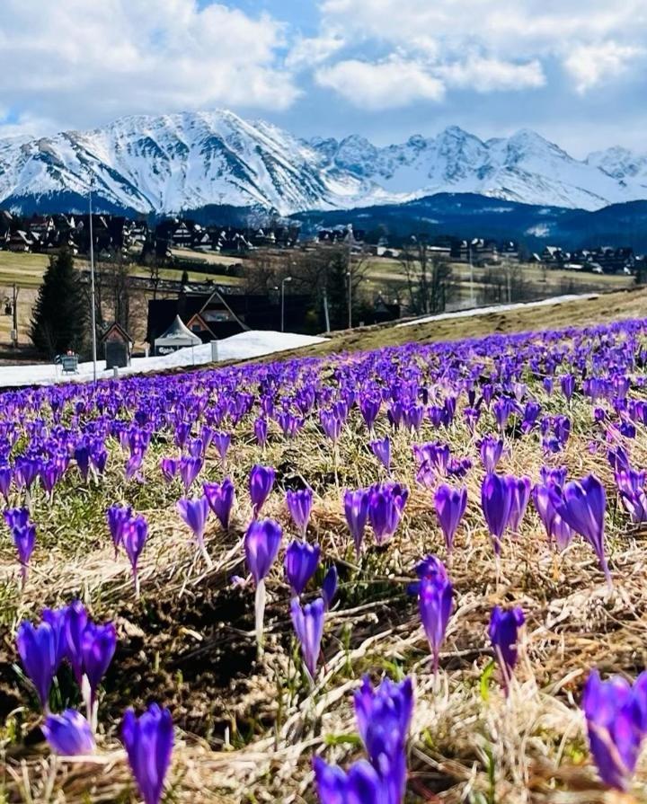 Domki Tatrzanskie Kacina Murzasichle Buitenkant foto